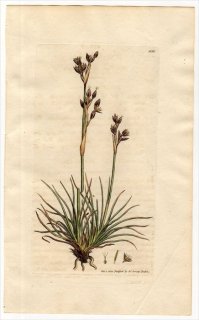 1801ǯ Sowerby English Botany  No.933  ° JUNCUS squarrosus