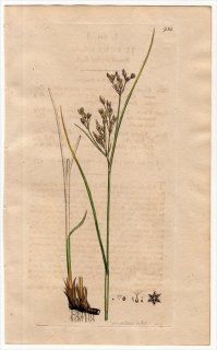 1801ǯ Sowerby English Botany  No.934  ° JUNCUS bulbosus
