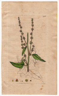 1801ǯ Sowerby English Botany  No.936 ҥ ϥޥ° 襦ϥޥ ATRIPLEX patula