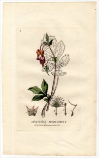 1834ǯ Baxter British Phaenogamous Botany Pl.3 Х 󥽥° GEUM RIVALE