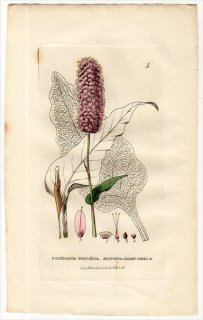 1834ǯ Baxter British Phaenogamous Botany Pl.5 ǲ ֥ȥΥ° ֥ȥΥ POLYGONUM BISTORTA