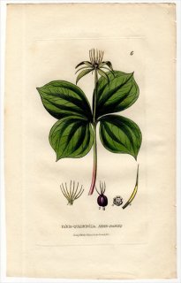 1834ǯ Baxter British Phaenogamous Botany Pl.6  ĥХͥ° PARIS QUADRIFOLIA