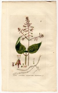 1834ǯ Baxter British Phaenogamous Botany Pl.9 Хʲ ߥޥ° CIRCAEA LUTETIANA