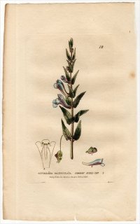 1834ǯ Baxter British Phaenogamous Botany Pl.12  ĥʥߥ° SCUTELLARIA GALERICULATA