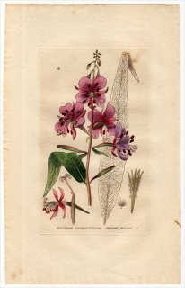 1834ǯ Baxter British Phaenogamous Botany Pl.14 Хʲ ʥ° ʥ EPILOBIUM ANGUSTIFOLIUM