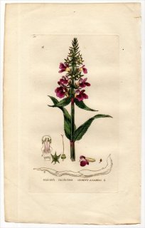 1834ǯ Baxter British Phaenogamous Botany Pl.16  ̥° STACHYS PALUSTRIS