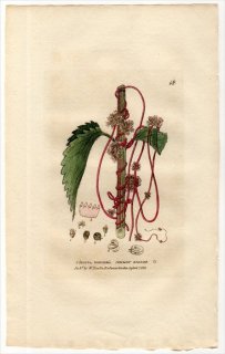 1834ǯ Baxter British Phaenogamous Botany Pl.18 ҥ륬 ͥʥ° CUSCUTA EUROPAEA