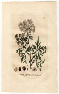 1834ǯ Baxter British Phaenogamous Botany Pl.19  ĥ° AETHUSA CYNAPIUM