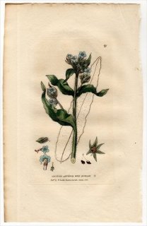 1834ǯ Baxter British Phaenogamous Botany Pl.21 饵 Υ° Υ LYCOPSIS ARVENSIS