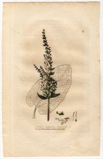 1834ǯ Baxter British Phaenogamous Botany Pl.22  ˥° åɥ TEUCRIUM SCORODONIA