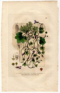 1834ǯ Baxter British Phaenogamous Botany Pl.23 Х ĥХ° ĥХLINARIA CYMBALARIA