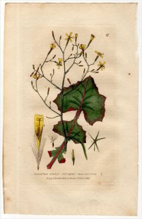 1834ǯ Baxter British Phaenogamous Botany Pl.27  ΥΥ° PRENANTHES MURALIS