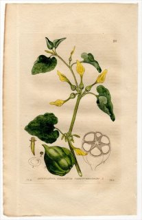 1834ǯ Baxter British Phaenogamous Botany Pl.28 ޥΥ ޥΥ° ARISTOLOCHIA CLEMATITIS