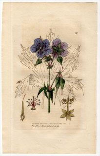 1834ǯ Baxter British Phaenogamous Botany Pl.30 ե ե° GERANIUM PRATENSE