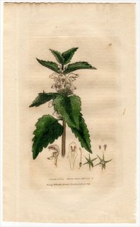 1834ǯ Baxter British Phaenogamous Botany Pl.31  ɥꥳ° ɥꥳ LAMIUM ALBUM