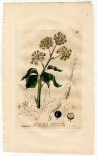 1834ǯ Baxter British Phaenogamous Botany Pl.32  ť° 襦ť HEDERA HELIX