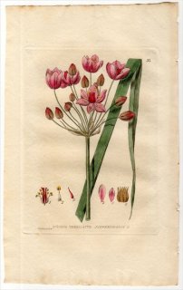 1834ǯ Baxter British Phaenogamous Botany Pl.34 ϥʥ ϥʥ° ϥʥ BUTOMUS UMBELLATUS