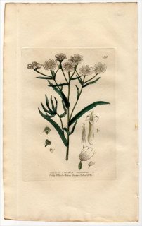 1834ǯ Baxter British Phaenogamous Botany Pl.36  Υ꥽° Υ꥽ ACHILLEA PTARMICA