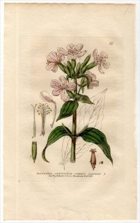 1834ǯ Baxter British Phaenogamous Botany Pl.37 ʥǥ ܥ󥽥° ܥ󥽥 SAPONARIA OFFICINALIS
