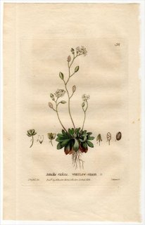 1834ǯ Baxter British Phaenogamous Botany Pl.38 ֥ʲ ̥ʥ° ҥʥ DRABA VERNA
