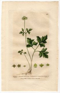 1834ǯ Baxter British Phaenogamous Botany Pl.42 ץ ץ° ץ ADOXA MOSCHATELLINA