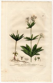 1834ǯ Baxter British Phaenogamous Botany Pl.46 Ͳ 䥨॰° ޥХ ASPERULA ODORATA