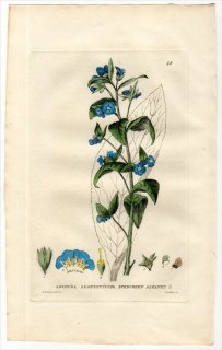 1834ǯ Baxter British Phaenogamous Botany Pl.48 饵 ڥ󥿥ƥ° ANCHUSA SEMPERVIRENS 륫ͥå