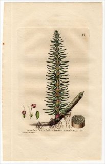 1834ǯ Baxter British Phaenogamous Botany Pl.49 Х ʥ° ʥ HIPPURIS VULGARIS