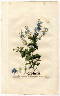 1834ǯ Baxter British Phaenogamous Botany Pl.50 Х 塞° VERONICA CHAMAEDRYS