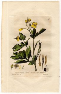 1834ǯ Baxter British Phaenogamous Botany Pl.51  Υ° Υ CHELIDONIUM MAJUS