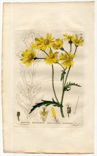 1834ǯ Baxter British Phaenogamous Botany Pl.52  ° SENECIO SQUALIDUS