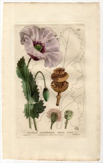 1834ǯ Baxter British Phaenogamous Botany Pl.53  °  PAPAVER SOMNIFERUM
