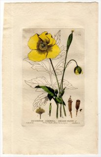 1834ǯ Baxter British Phaenogamous Botany Pl.54  ᥳΥץ° MECONOPSIS CAMBRICA