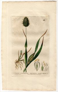 1834ǯ Baxter British Phaenogamous Botany Pl.56 Ͳ 襷° ʥ꡼襷 PHALARIS CANARIENSIS