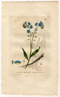 1834ǯ Baxter British Phaenogamous Botany Pl.57 饵 凉ʥ° 凉ʥ MYOSOTIS PALUSTRIS