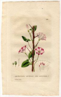 1834年 Baxter British Phaenogamous Botany Pl.58 ヒルガオ科 セイヨウヒルガオ属 セイヨウヒルガオ CONVOLVULUS ARVENSIS