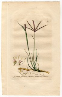 1834ǯ Baxter British Phaenogamous Botany Pl.59 Ͳ 祦° 祦 CYNODON DACTYLON