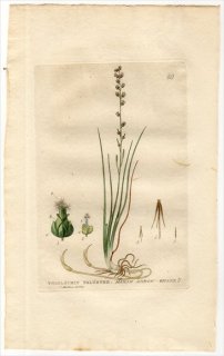 1834ǯ Baxter British Phaenogamous Botany Pl.60 Хʲ Х° ۥХΥХ TRIGLOCHIN PALUSTRE