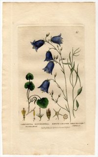 1834ǯ Baxter British Phaenogamous Botany Pl.61 祦 ۥ֥° CAMPANULA ROTUNDIFOLIA