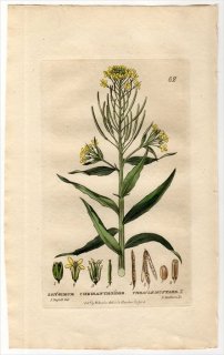 1834ǯ Baxter British Phaenogamous Botany Pl.62 ֥ʲ ° ERYSIMUM CHEIRANTHOIDES