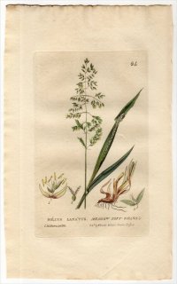 1834ǯ Baxter British Phaenogamous Botany Pl.64 Ͳ 饲° 饲 HOLCUS LANATUS