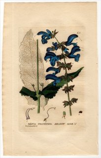 1834ǯ Baxter British Phaenogamous Botany Pl.65  ° ӥץƥ󥷥 SALVIA PRATENSIS