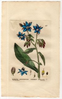 1834ǯ Baxter British Phaenogamous Botany Pl.66 饵 ꥸ° ꥸ BORAGO OFFICINALIS