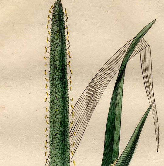 1834年 Baxter British Phaenogamous Botany Pl.68 イネ科 アワガエリ属 オオアワガエリ PHLEUM  PRATENSE - アンティークプリント 博物画 ボタニカルアートの通販サイト Spirito di Artigiano