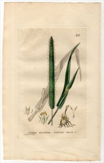 1834ǯ Baxter British Phaenogamous Botany Pl.68 Ͳ 塞° 塞 PHLEUM PRATENSE