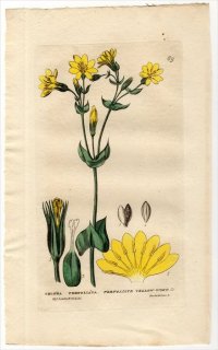 1834ǯ Baxter British Phaenogamous Botany Pl.69 ɥ ֥饯ȥ˥° CHLORA PERFOLIATA