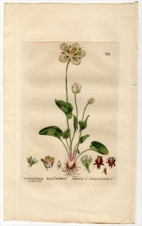 1834ǯ Baxter British Phaenogamous Botany Pl.70 ˥ Х° Х PARNASSIA PALUSTRIS