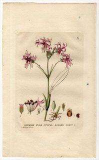 1834ǯ Baxter British Phaenogamous Botany Pl.71 ʥǥ Υ° LYCHNIS FLOS CUCULI