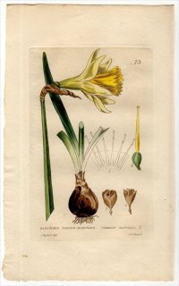1834ǯ Baxter British Phaenogamous Botany Pl.73 ҥХʲ ° åѥ NARCISSUS PSEUDO-NARCISSUS