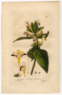 1834ǯ Baxter British Phaenogamous Botany Pl.75  ޥɥꥳ° GALEOPSIS VERSICOLOR